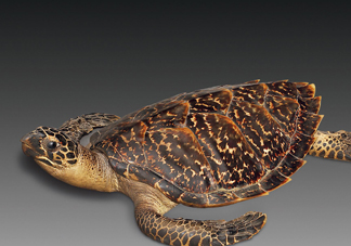 玳瑁是什么？玳瑁是國(guó)家保護(hù)動(dòng)物嗎？