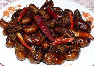 知了和蝦能一起吃嗎？知了猴能和蝦一起吃嗎？