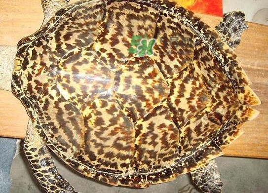 玳瑁價格多少錢一只？玳瑁標本多少錢一只