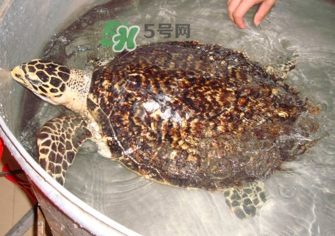 玳瑁龜好養(yǎng)嗎？養(yǎng)玳瑁龜違法嗎