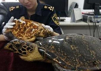買賣玳瑁違法嗎？買賣玳瑁制品違法嗎