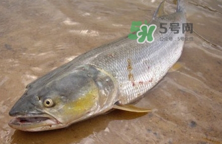 鳡魚是什么魚？鳡魚是淡水魚嗎