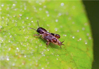 跳蚤會寄生在人身上嗎？跳蚤會在人身上存活嗎？