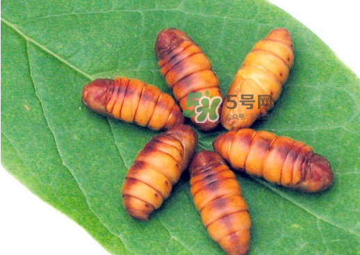 蠶蛹多少錢一斤？蠶蛹多少錢一斤2017？