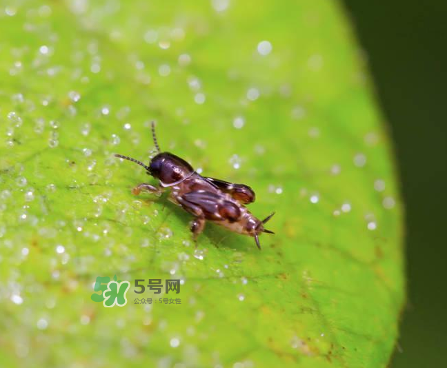 跳蚤會(huì)寄生在人身上嗎？跳蚤會(huì)在人身上存活嗎？