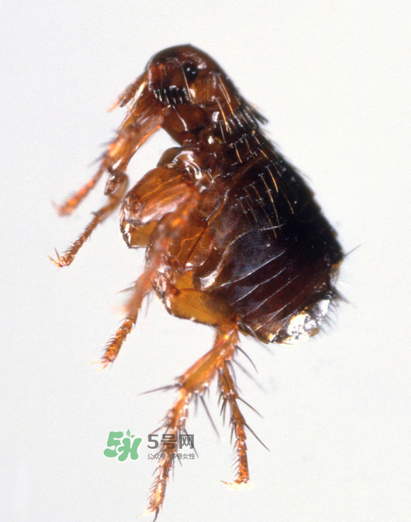 跳蚤會(huì)寄生在人身上嗎？跳蚤會(huì)在人身上存活嗎？