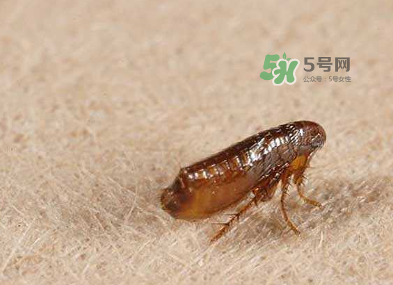 跳蚤會(huì)寄生在人身上嗎？跳蚤會(huì)在人身上存活嗎？