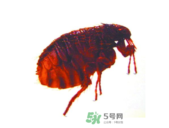 跳蚤會(huì)飛嗎？跳蚤會(huì)咬人嗎？