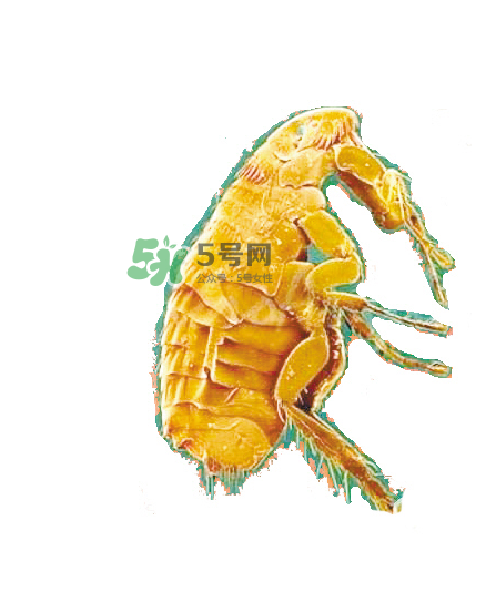 跳蚤會(huì)飛嗎？跳蚤會(huì)咬人嗎？