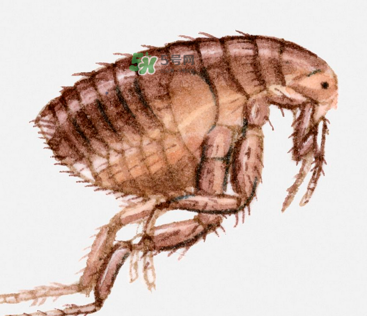 跳蚤會藏在頭發(fā)里嗎？跳蚤會餓死嗎？