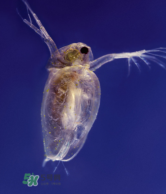 跳蚤會藏在頭發(fā)里嗎？跳蚤會餓死嗎？