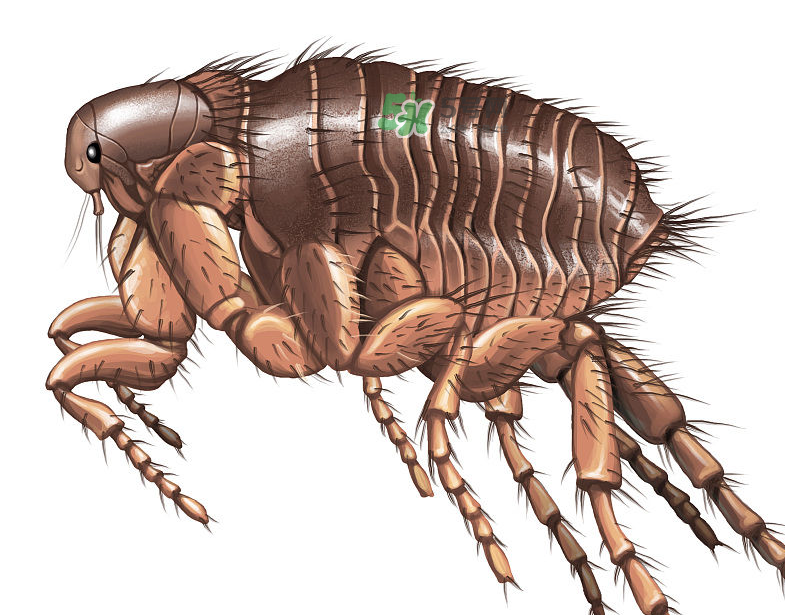 跳蚤會藏在頭發(fā)里嗎？跳蚤會餓死嗎？