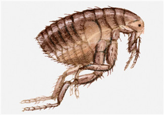 跳蚤會(huì)藏在頭發(fā)里嗎？跳蚤會(huì)餓死嗎？