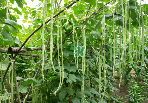 豇豆是什么樣的？豇豆是長豆角嗎？