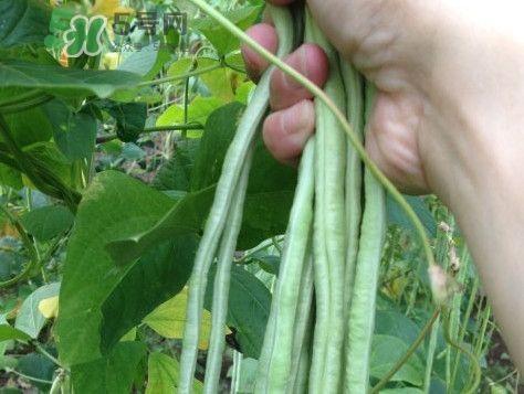豇豆是發(fā)物嗎？豇豆是回奶的嗎