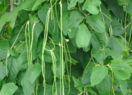 缸豆幾月份種？缸豆什么時候播種？