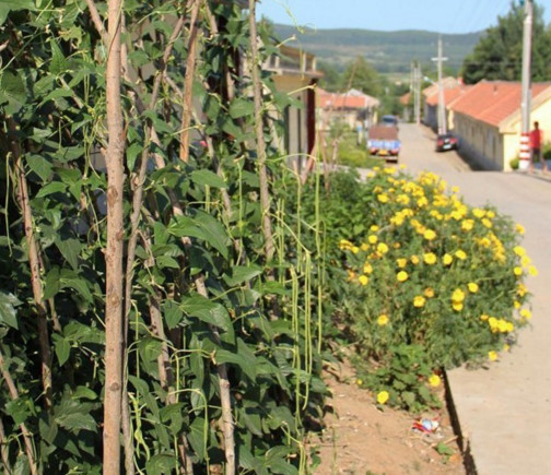 缸豆幾月份種？缸豆什么時候播種？