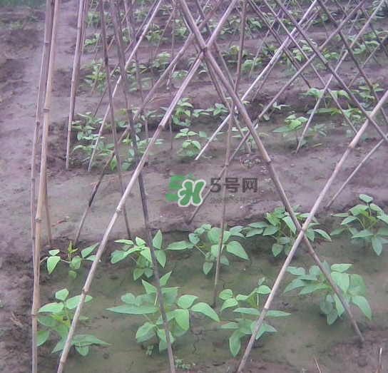 缸豆什么時候搭架？缸豆要怎樣搭架子