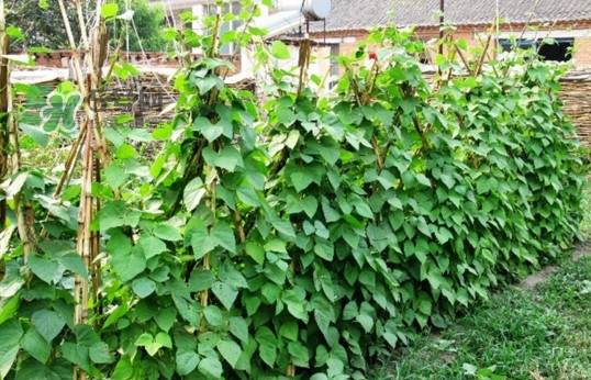 缸豆什么時候搭架？缸豆要怎樣搭架子