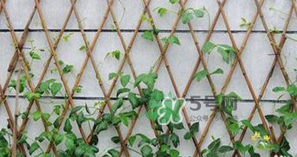 缸豆什么時候搭架？缸豆要怎樣搭架子