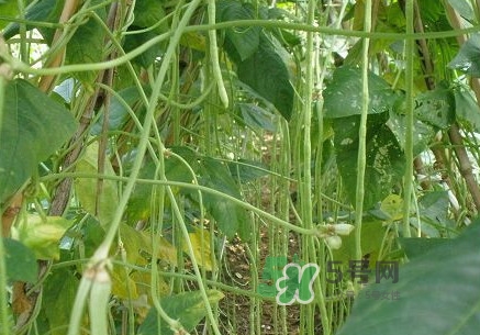 缸豆什么季節(jié)有？缸豆是幾月的蔬菜