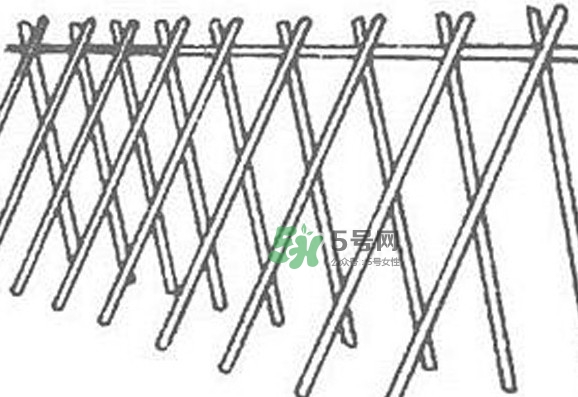 缸豆什么時候搭架？缸豆要怎樣搭架子