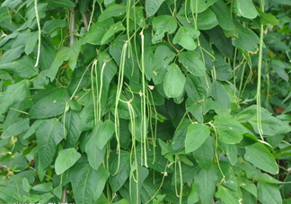 缸豆幾月份種？缸豆什么時候播種？