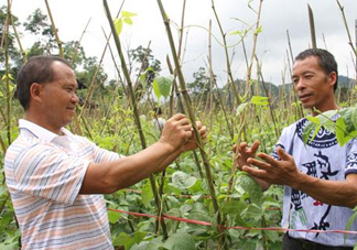 缸豆什么時候搭架？缸豆要怎樣搭架子