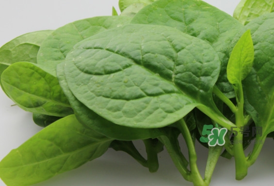 木耳菜怎么做好吃？木耳菜怎么吃