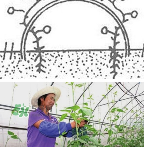 缸豆什么時候搭架？缸豆要怎樣搭架子