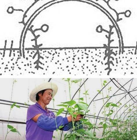 缸豆幾月份種？缸豆什么時候播種？