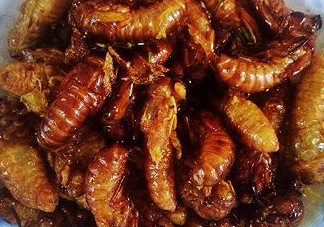 ?知了哪個部位可以吃？?知了哪個部位不能吃？