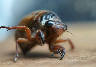 知了龜多少錢一斤？知了龜多少錢一個？