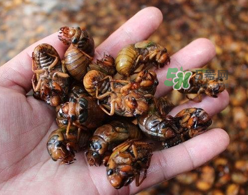 金蟬為什么這么貴？野生金蟬和養(yǎng)殖金蟬的區(qū)別