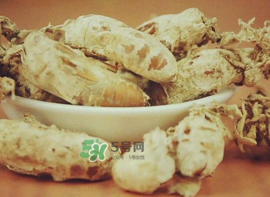 野生金蟬花多少錢一只？野生金蟬花價(jià)格