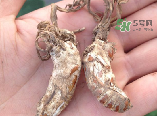 野生金蟬花多少錢一只？野生金蟬花價(jià)格