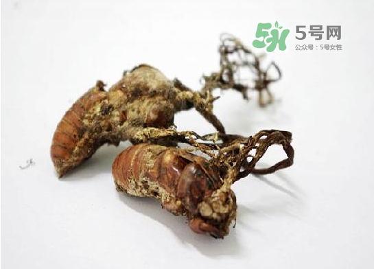 野生金蟬花多少錢一只？野生金蟬花價(jià)格