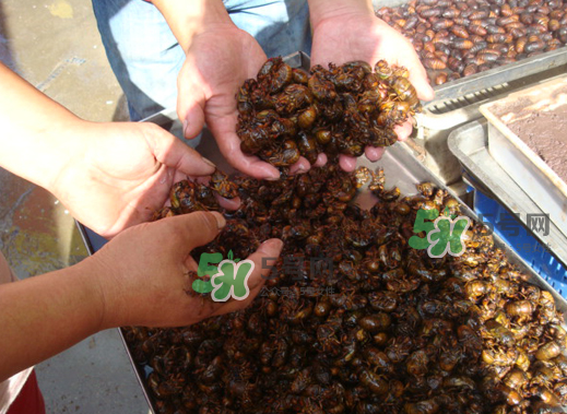 金蟬養(yǎng)殖需投資多少錢？養(yǎng)殖金蟬一畝收多少錢？