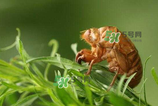 金蟬養(yǎng)殖需投資多少錢？養(yǎng)殖金蟬一畝收多少錢？