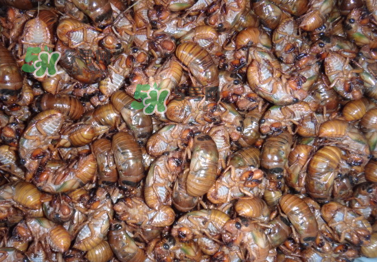 金蟬養(yǎng)殖需投資多少錢？養(yǎng)殖金蟬一畝收多少錢？