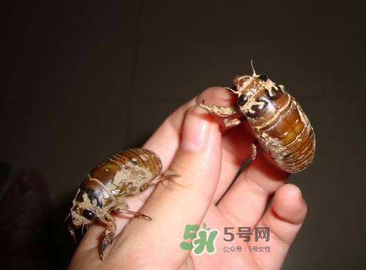 金蟬晚上幾點出來？金蟬為什么晚上出來？