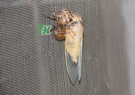 金蟬晚上幾點出來？金蟬為什么晚上出來？