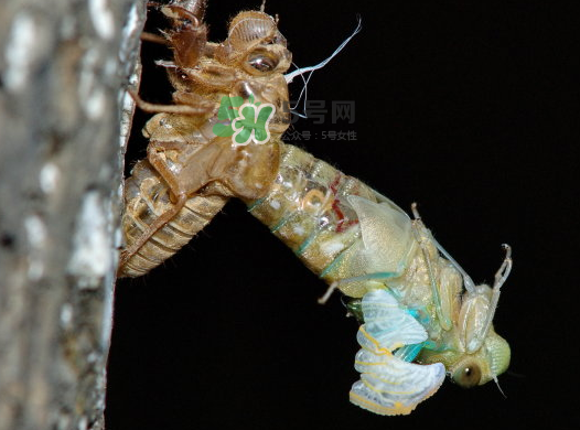 金蟬晚上幾點出來？金蟬為什么晚上出來？