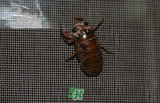 金蟬為什么從土里出來？金蟬出土?xí)r間