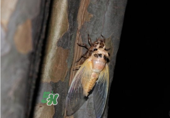 金蟬為什么從土里出來？金蟬出土?xí)r間