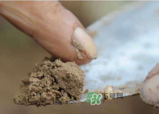 金蟬為什么從土里出來？金蟬出土?xí)r間