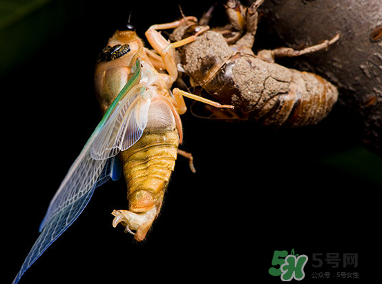 金蟬為什么要脫殼？金蟬什么時候脫殼？