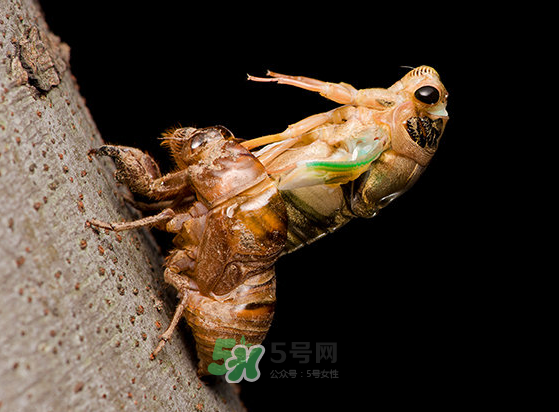金蟬為什么要脫殼？金蟬什么時候脫殼？
