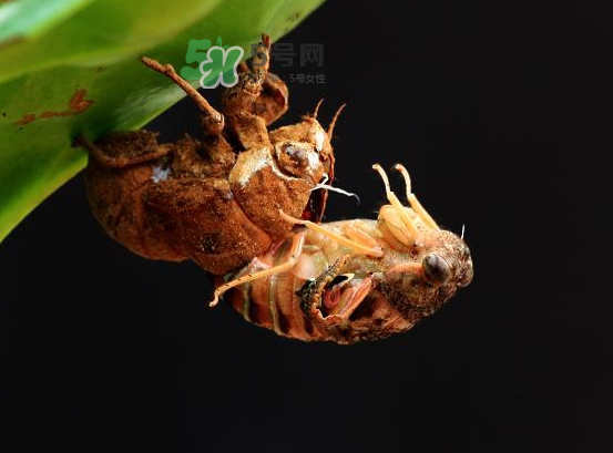 金蟬為什么要脫殼？金蟬什么時候脫殼？