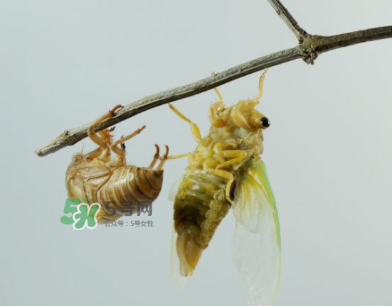 金蟬什么時(shí)候最多？金蟬什么時(shí)候沒有？